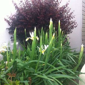 Meet your Posher, Marie